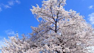 桜花爛漫