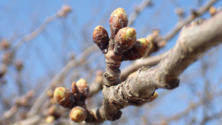 桜の開花だよりが聞こえてきました